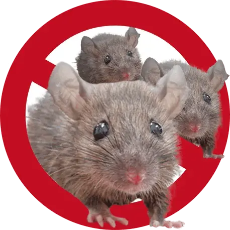 害獣ネズミ駆除・退治　生態や被害1