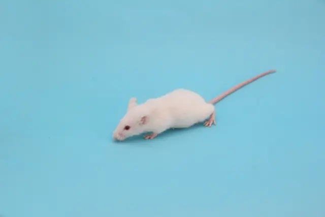 天井裏に侵入しやすい動物6種。追い出す方法と見分け方　ネズミ