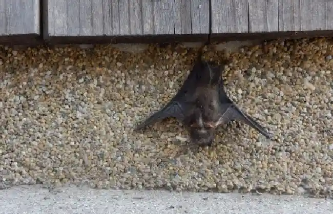 北米で最も一般的なコウモリの種類は何ですか?