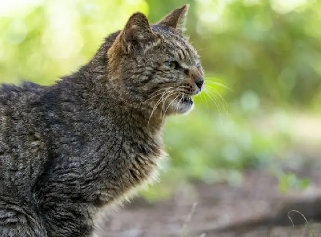 タヌキの足跡 大きさや形はどう見分ける？他の動物との比較も　猫1