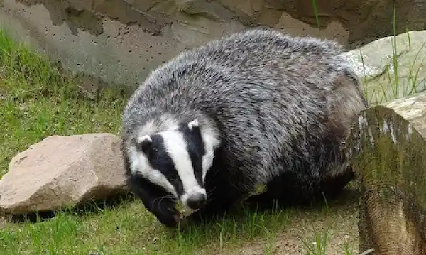 アナグマの鳴き声とは？夜中に聞こえる鳴き声の種類を解説　アナグマ3