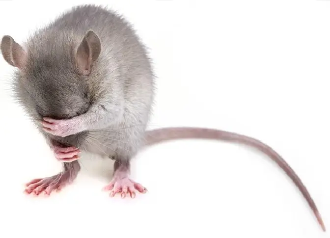ネズミの足跡の見分け方って？生態や被害を防ぐ方法を解説　ネズミ２