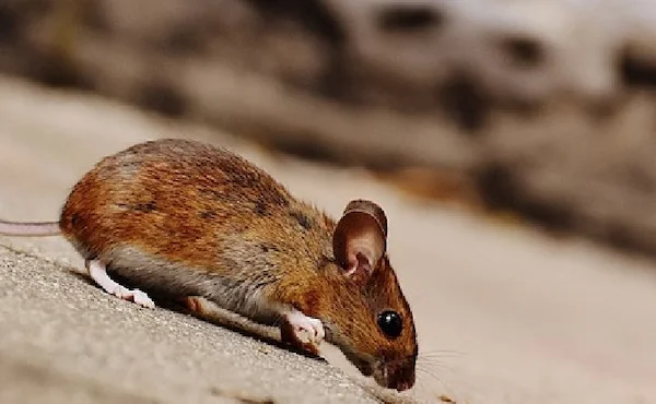 ネズミの足跡の見分け方って？生態や被害を防ぐ方法を解説　ネズミ1