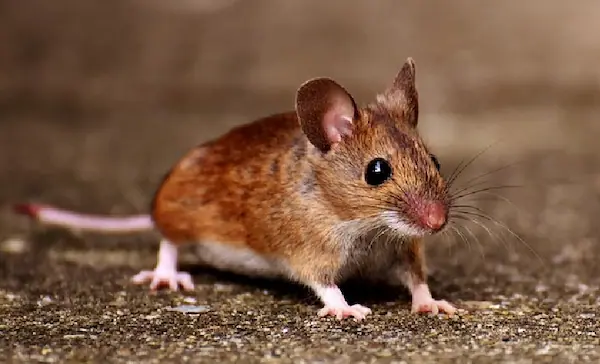 ネズミの足跡の見分け方って？生態や被害を防ぐ方法を解説　ネズミ3