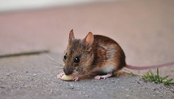 ネズミの好きな匂いは？駆除に効果的な罠の仕掛け方と予防法　ネズミ1