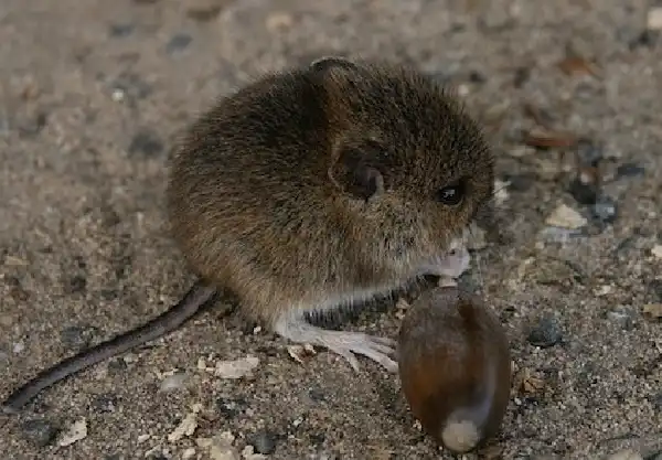 ネズミの好きな匂いは？駆除に効果的な罠の仕掛け方と予防法　ネズミ2