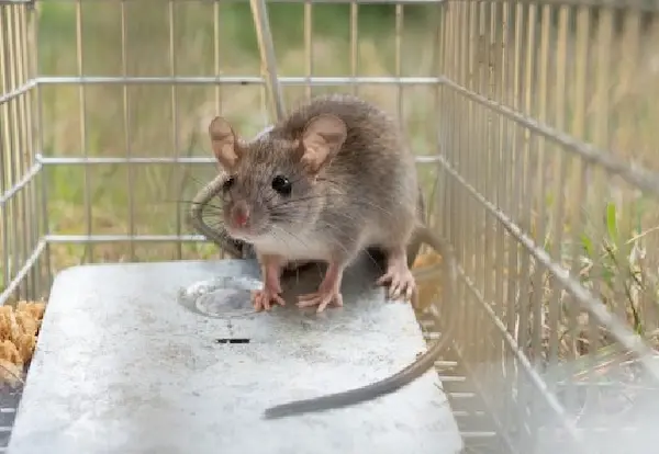 バルサン（燻煙剤）でネズミを駆除できる？効果的な使い方を徹底解説　ネズミ1