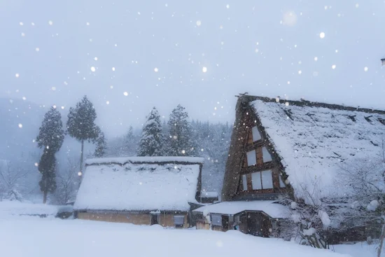 岐阜県のハクビシン駆除・退治　白川郷2