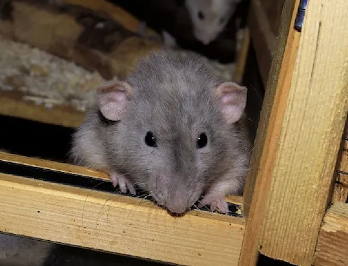 愛知にはネズミが生息　ネズミ01