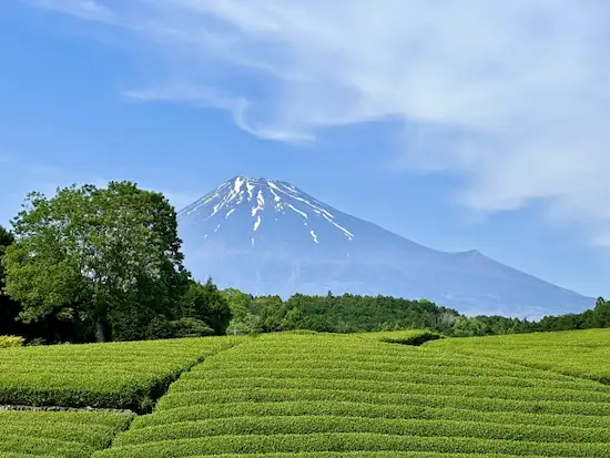 静岡県の害獣駆除・退治 富士山・静岡茶1