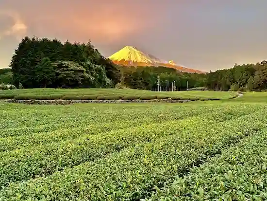 静岡県のイタチ駆除・退治　富士山茶畑01