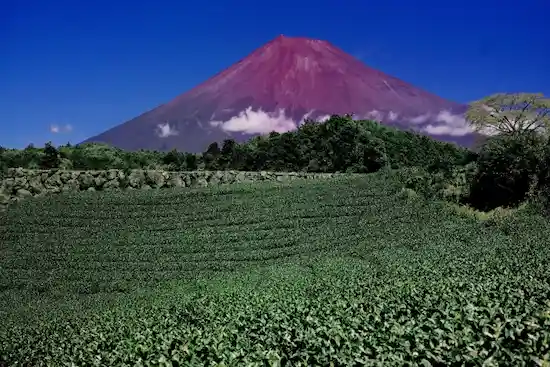 静岡県のコウモリ駆除・退治　静岡富士山1