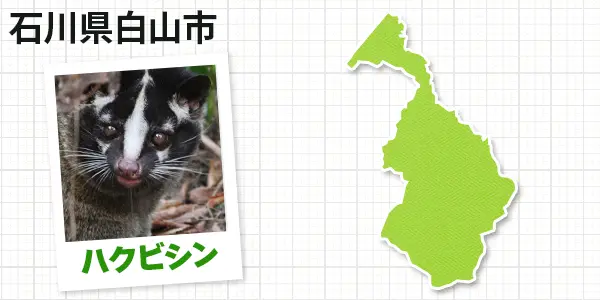 石川県白山市のハクビシン駆除　お客様の声①