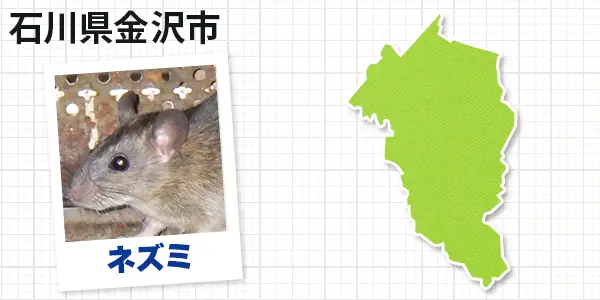 石川県金沢市のネズミ駆除　お客様の声①