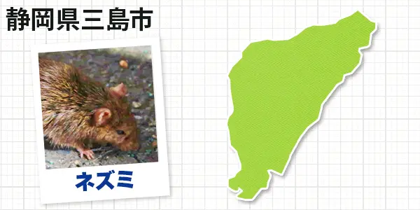 静岡県三島市のネズミ駆除　お客様の声②