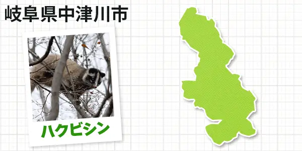 岐阜県中津川市のハクビシン駆除　お客様の声②