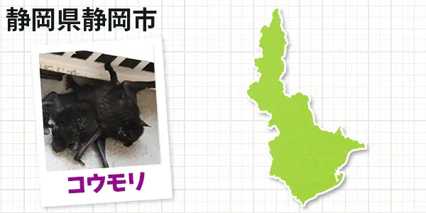 静岡県静岡市清水区のコウモリ駆除　お客様の声①