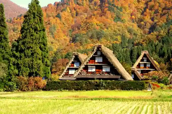 岐阜県のアライグマ駆除・退治　白川郷04