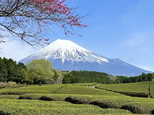 静岡県のアライグマ駆除・退治　静岡富士山01