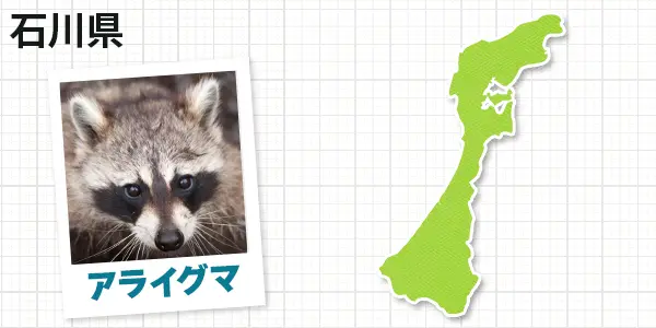 石川県のアライグマ駆除　お客様の声①