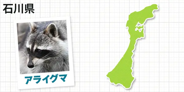 石川県のアライグマ駆除　お客様の声②