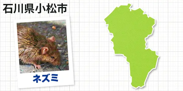 石川県小松市のネズミ駆除　お客様の声②