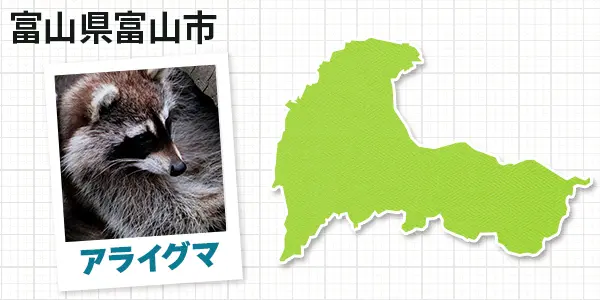 富山県富山市のアライグマ駆除　お客様の声②