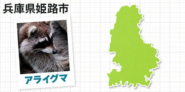 兵庫県姫路市のアライグマ駆除　お客様の声①