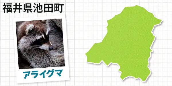 福井県池田町のアライグマ駆除　お客様の声①