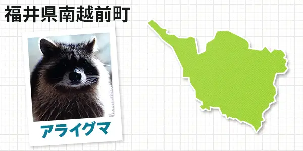 福井県南越前町のアライグマ駆除　お客様の声②