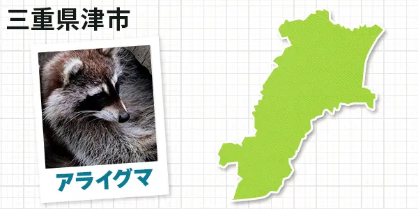 三重県津市のアライグマ駆除　お客様の声②