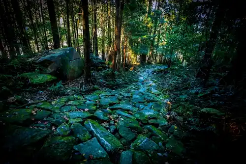 三重県のイタチ駆除・退治　熊野古道04