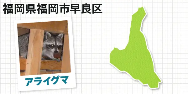 福岡県福岡市早良区のアライグマ駆除　お客様の声②