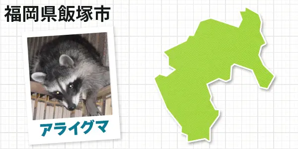 福岡県福岡市早良区のアライグマ駆除　お客様の声②