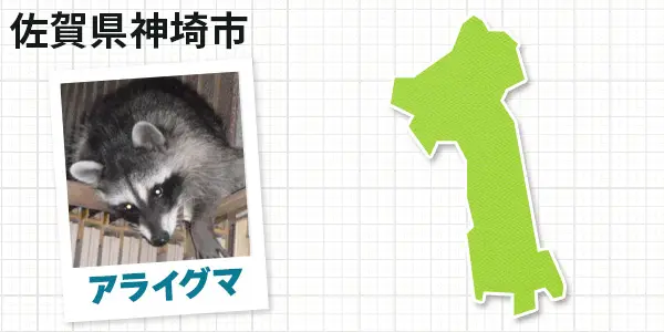 佐賀県神埼市のアライグマ駆除　お客様の声①