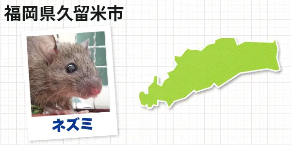 福岡県久留米市のネズミ駆除　お客様の声①