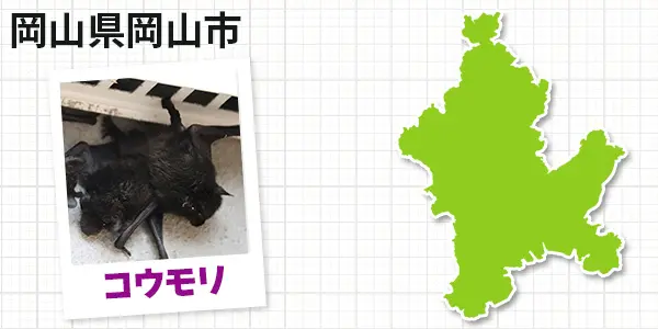 岡山県岡山市のコウモリ駆除 お客様の声①