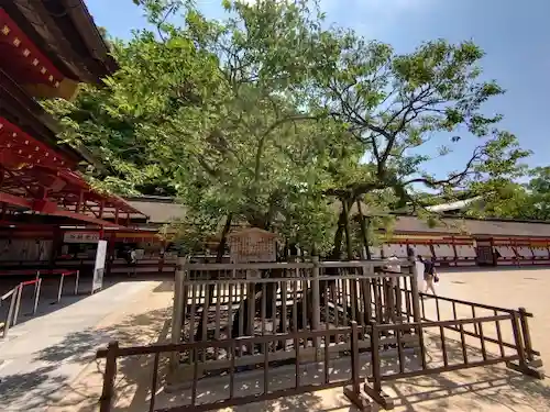 福岡県のアライグマ駆除・退治　太宰府天満宮03