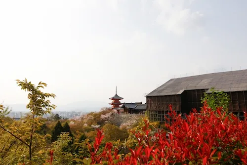 京都府のハクビシン駆除・退治　清水寺02