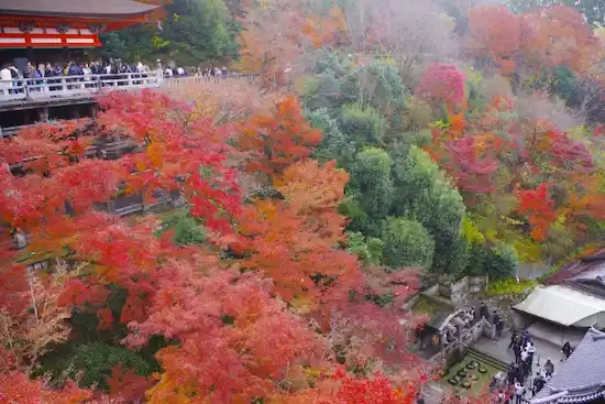 京都府のコウモリ駆除・退治　清水寺06