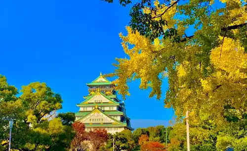 大阪府のコウモリ駆除・退治　大阪城06