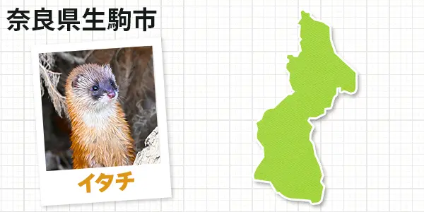 奈良県生駒市のイタチ駆除　お客様の声②