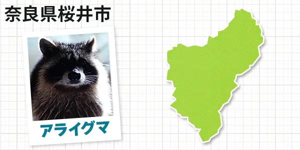 奈良県桜井市のアライグマ駆除　お客様の声②