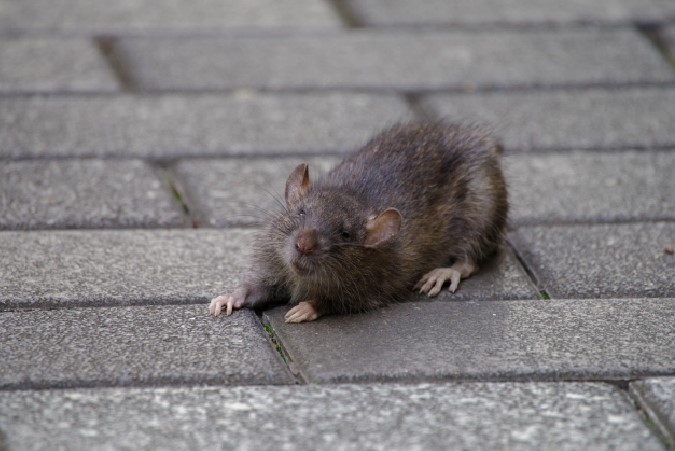 ネズミが大量発生する原因とは？ネズミが多い地域と駆除のコツを解説　ネズミ1