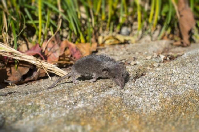ネズミが大量発生する原因とは？ネズミが多い地域と駆除のコツを解説　ネズミ3