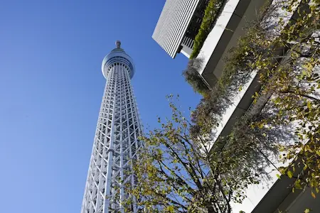 東京都の害獣駆除・退治　スカイツリー1