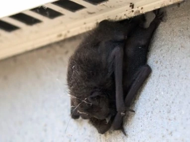 コウモリ咬傷の治療