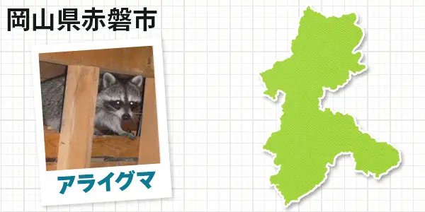 岡山県赤磐市のアライグマ駆除 お客様の声①