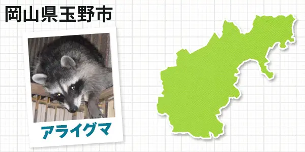 岡山県玉野市のアライグマ駆除 お客様の声②