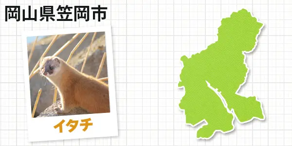 岡山県笠岡市のイタチ駆除 お客様の声①